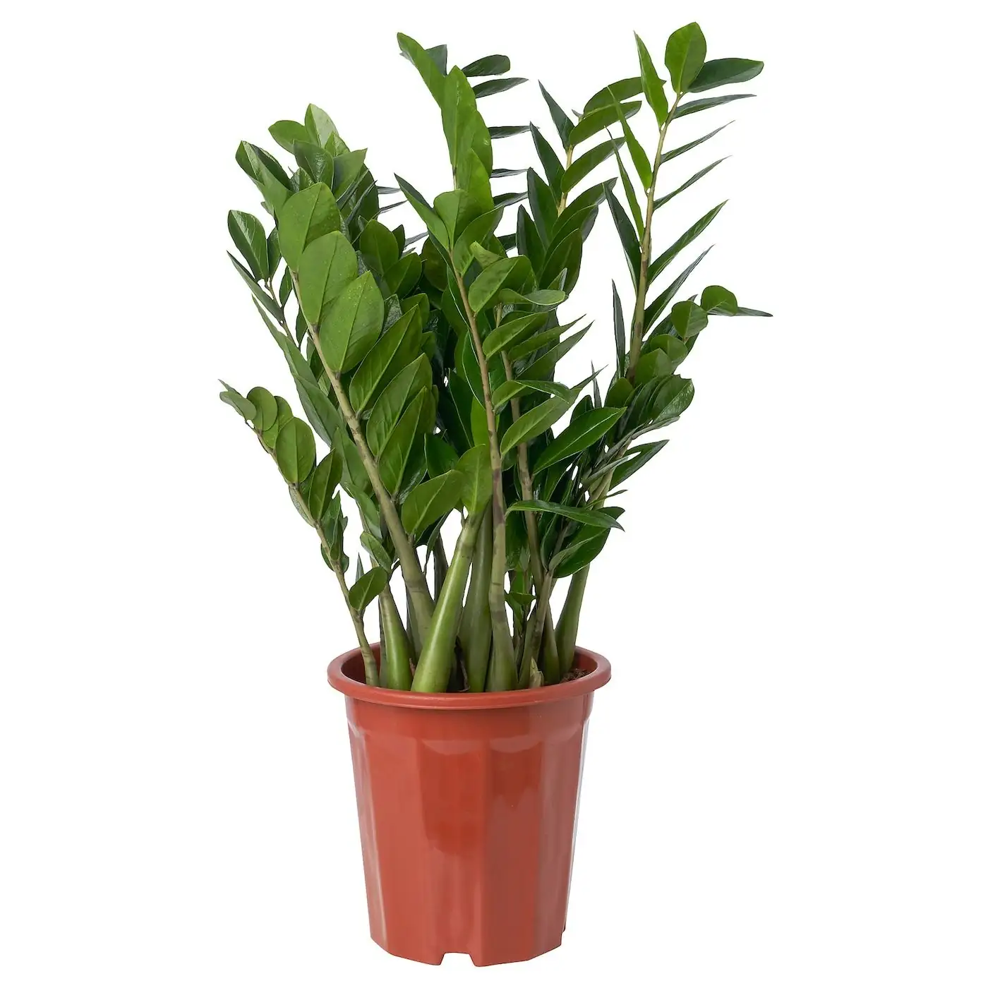 金钱树 (Zamioculcas zamiifolia) — 环境展示