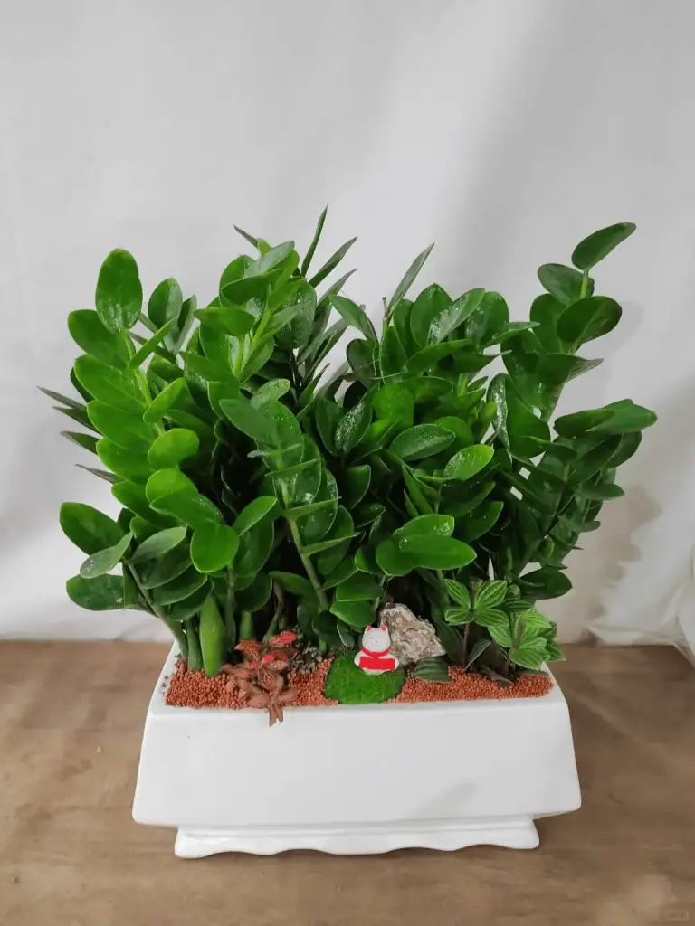 金钱树 (Zamioculcas zamiifolia) — 主图