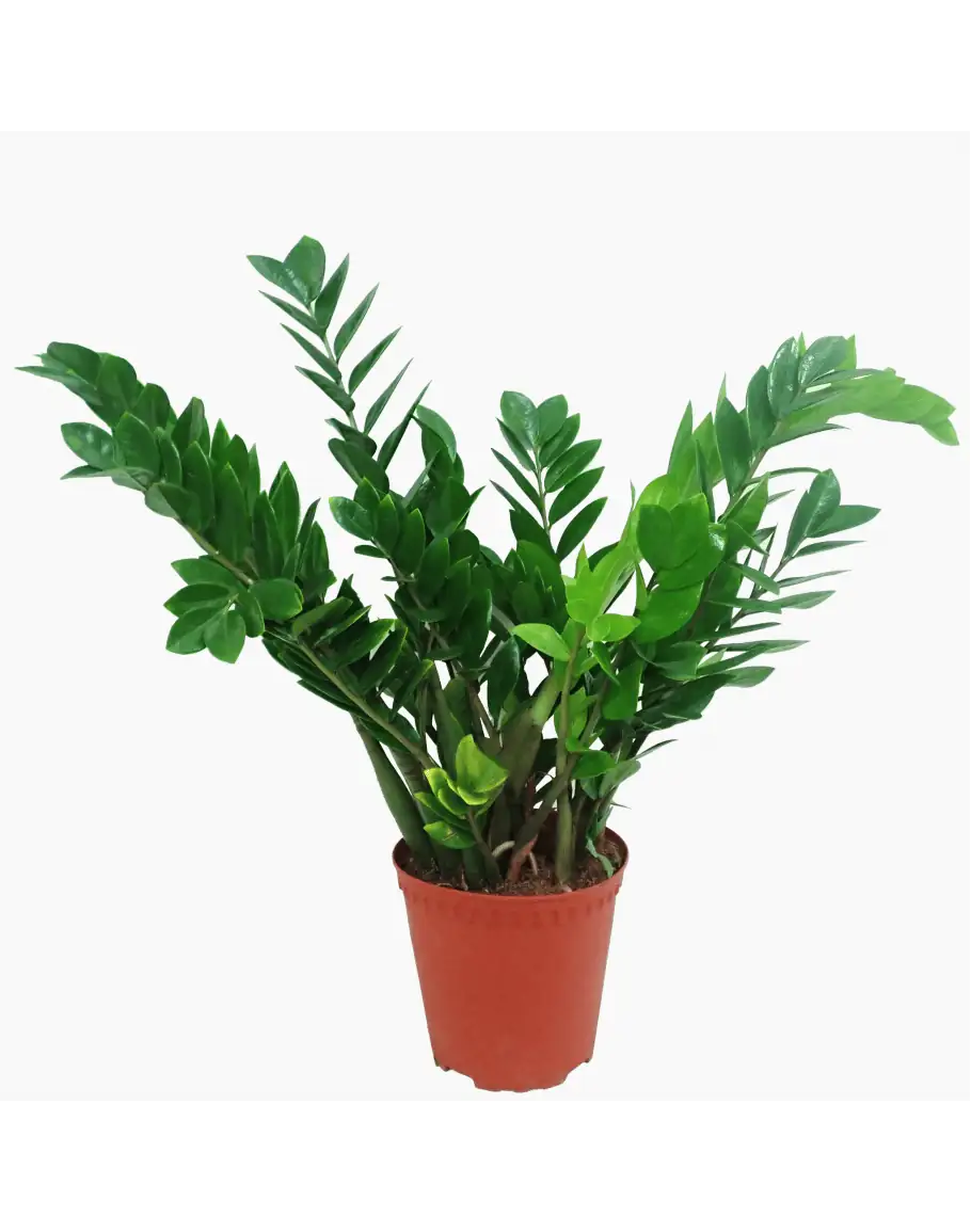 金钱树 (Zamioculcas zamiifolia) — 更多视角