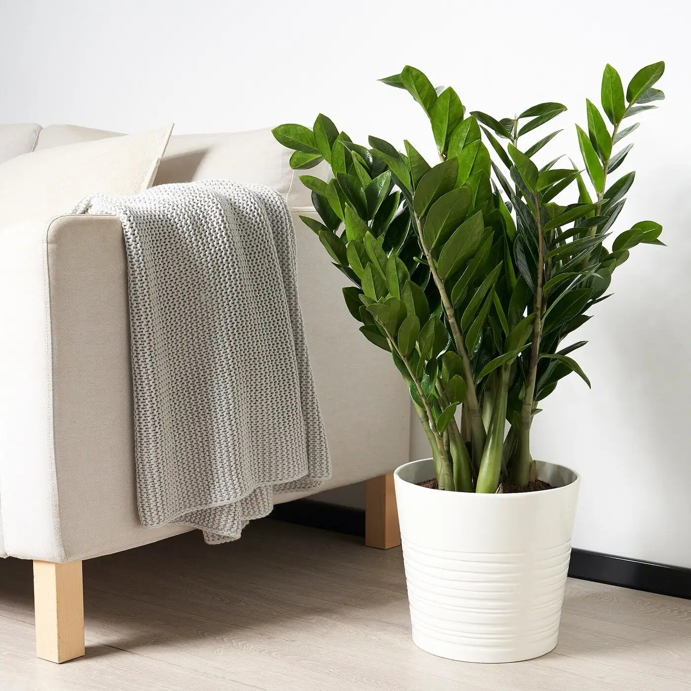 金钱树 (Zamioculcas zamiifolia) — 特写