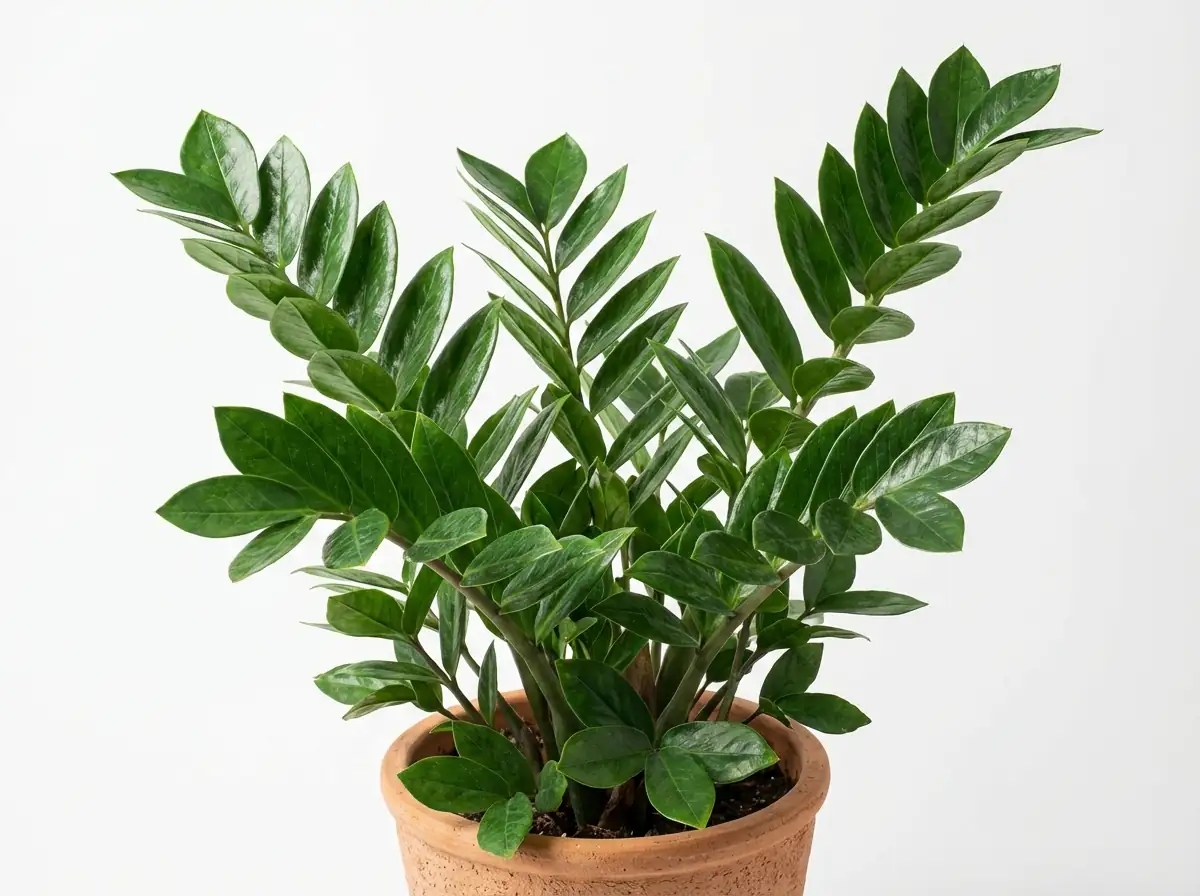 金钱树 (Zamioculcas zamiifolia) — 更多视角
