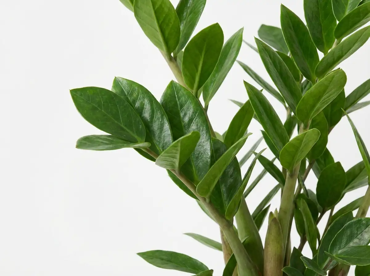 金钱树 (Zamioculcas zamiifolia) — 细节