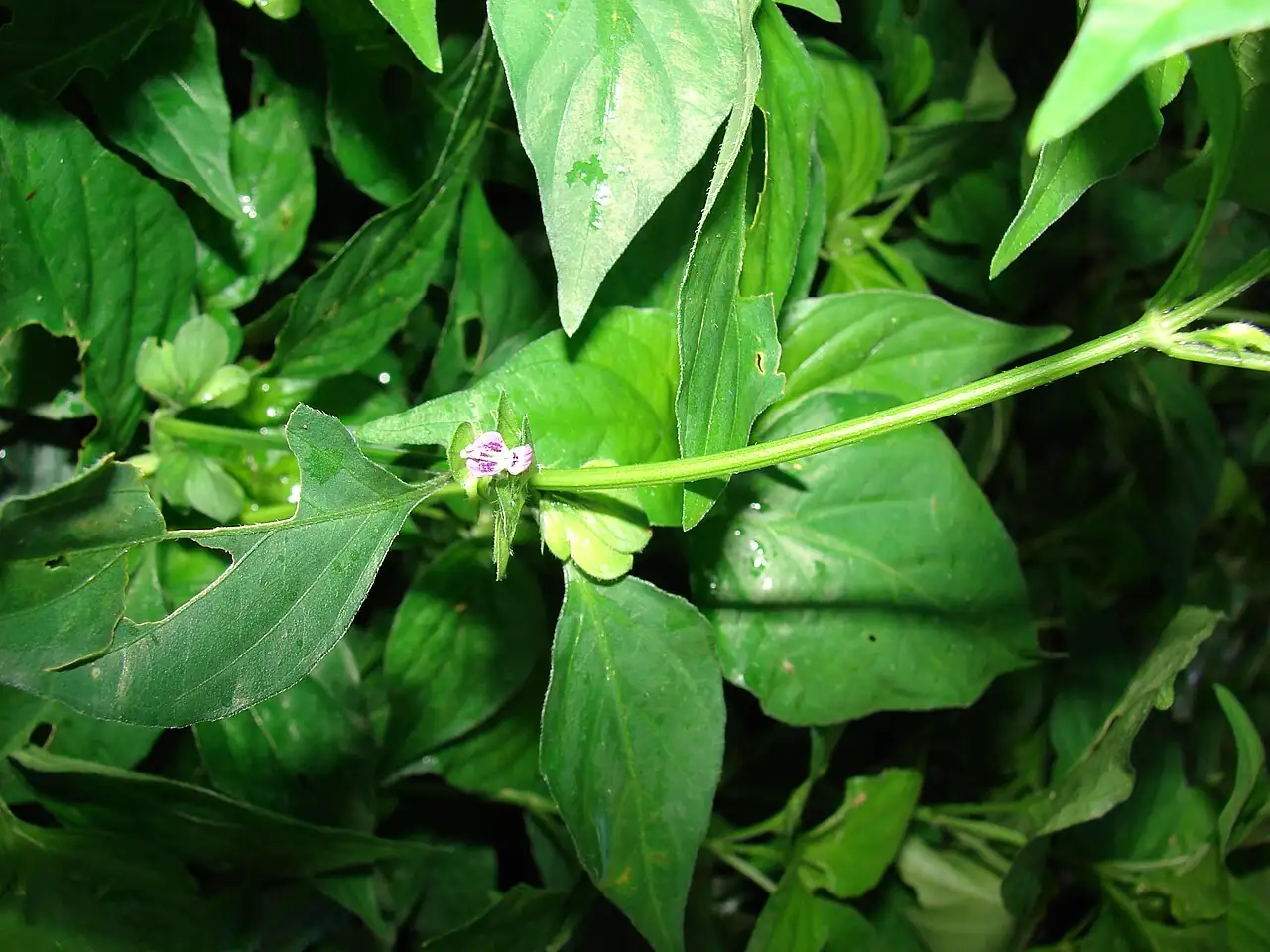 狗肝菜 (Dicliptera chinensis) — 环境展示