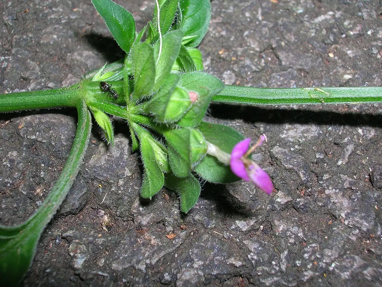 狗肝菜 (Dicliptera chinensis) — 更多视角
