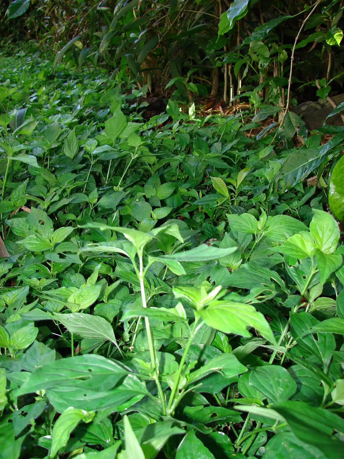 狗肝菜 (Dicliptera chinensis) — 更多视角