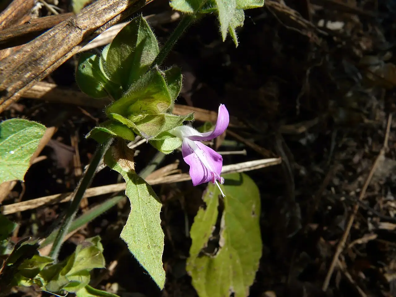 狗肝菜 (Dicliptera chinensis) — 更多视角