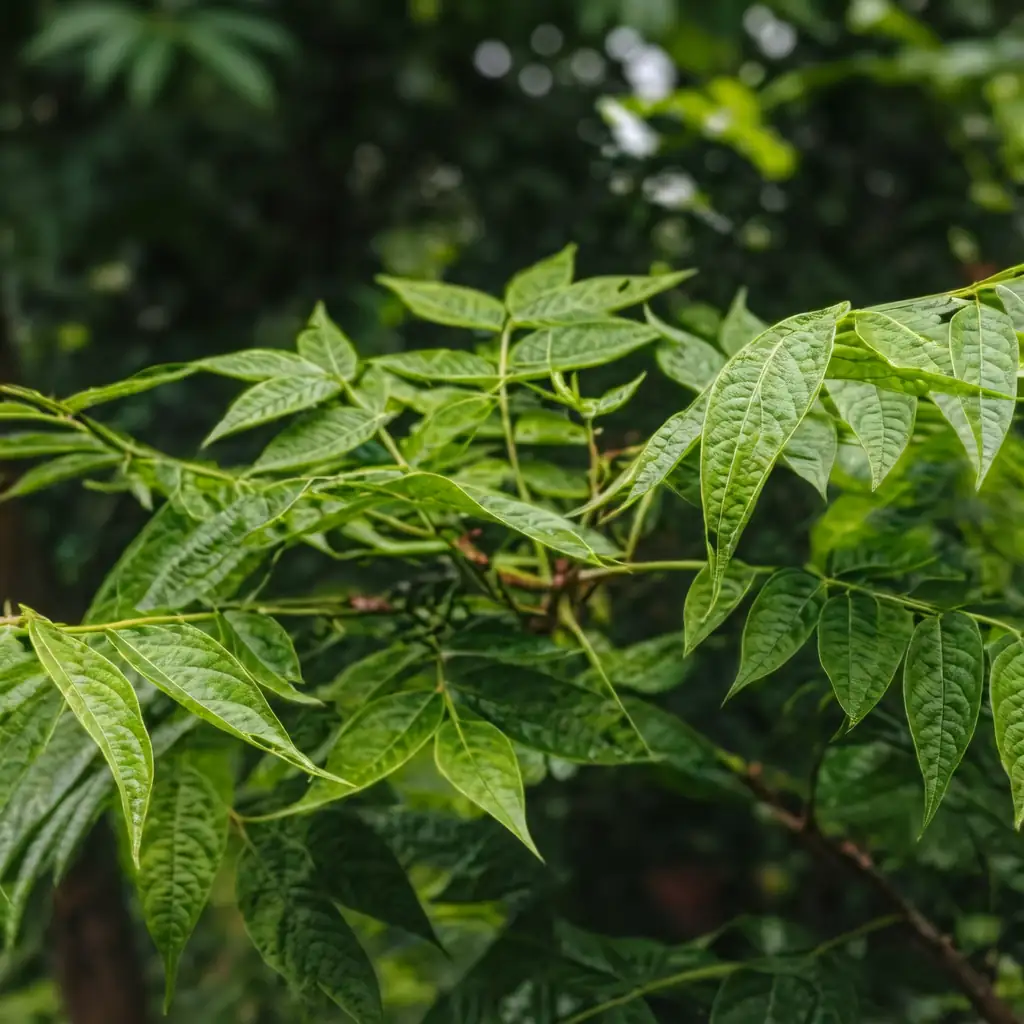 山核桃 (Carya cathayensis) — 更多视角