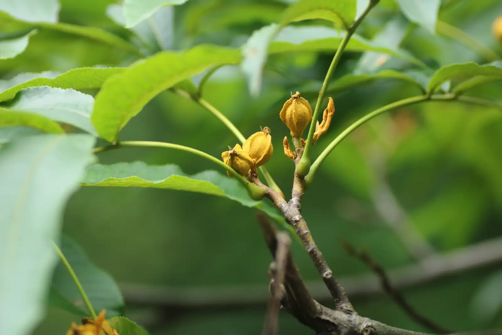 山核桃 (Carya cathayensis) — 环境展示