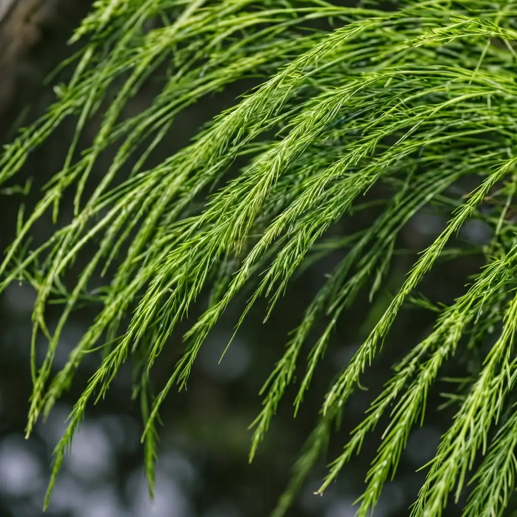 纤毛披碱草 (Elymus ciliaris) — 主图