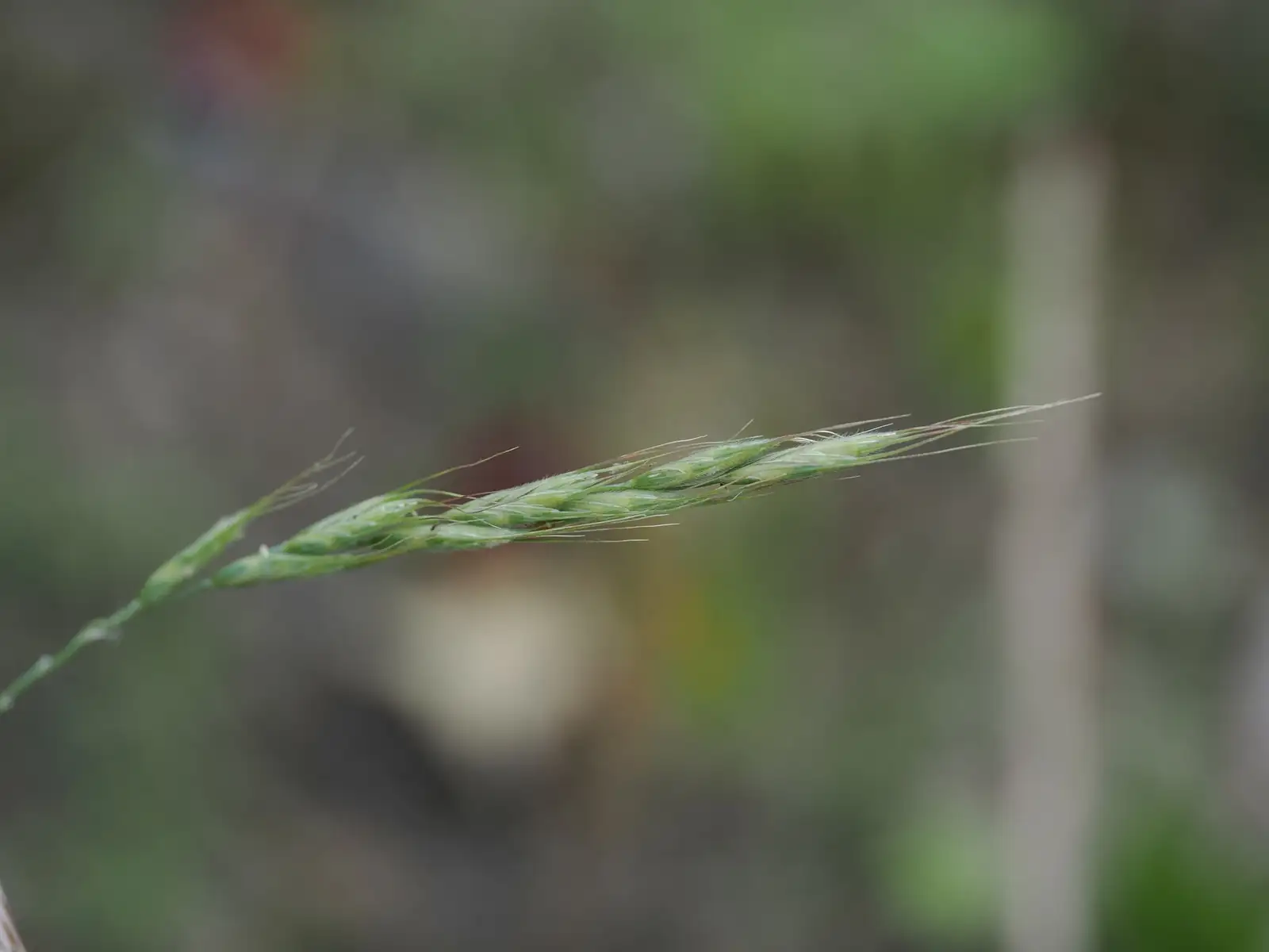 纤毛披碱草 (Elymus ciliaris) — 更多视角