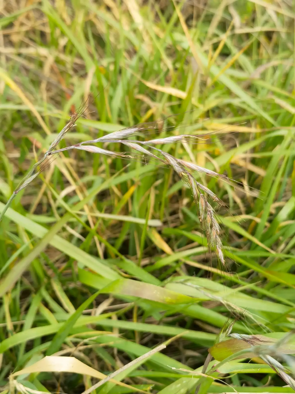纤毛披碱草 (Elymus ciliaris) — 环境展示