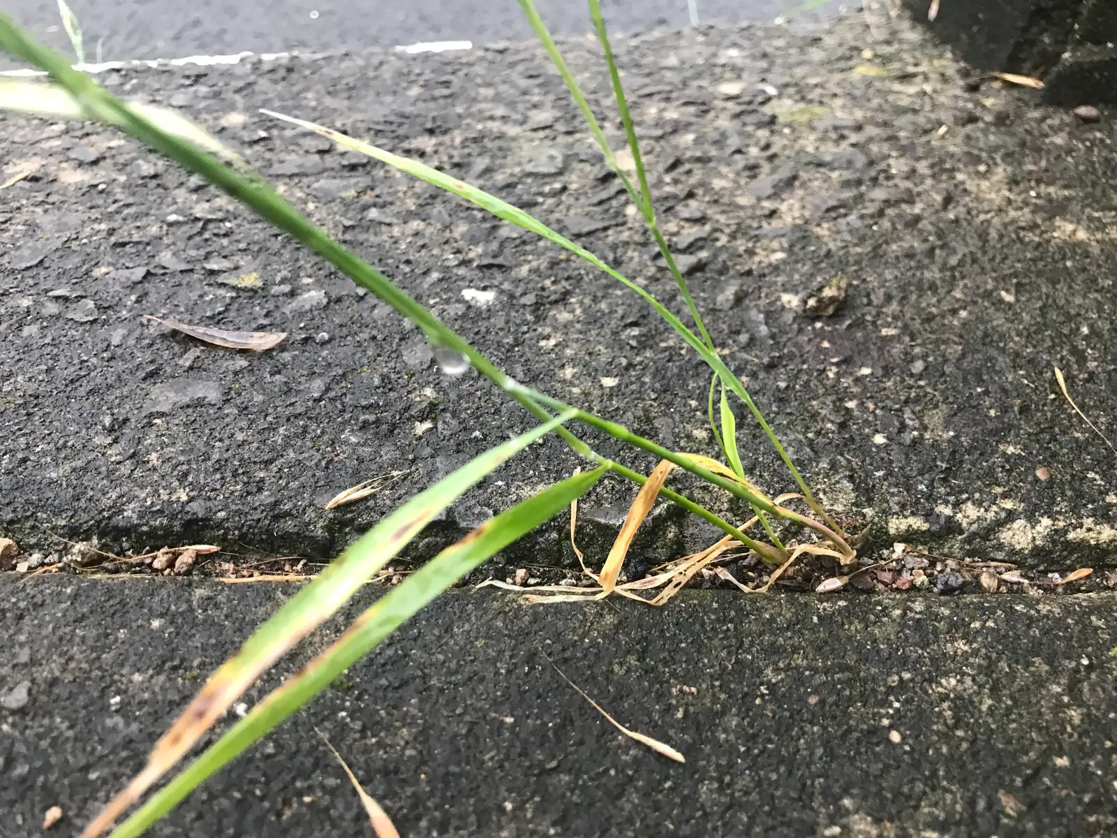纤毛披碱草 (Elymus ciliaris) — 特写