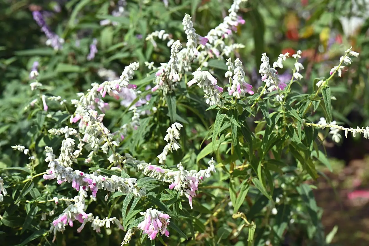 墨西哥鼠尾草 (Salvia leucantha) — 特写