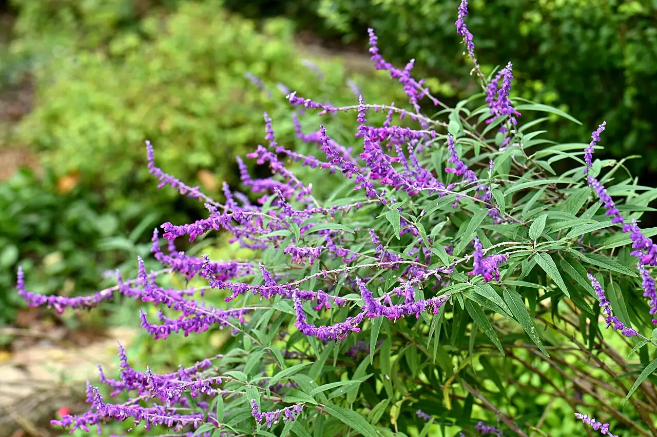 墨西哥鼠尾草 (Salvia leucantha) — 环境展示