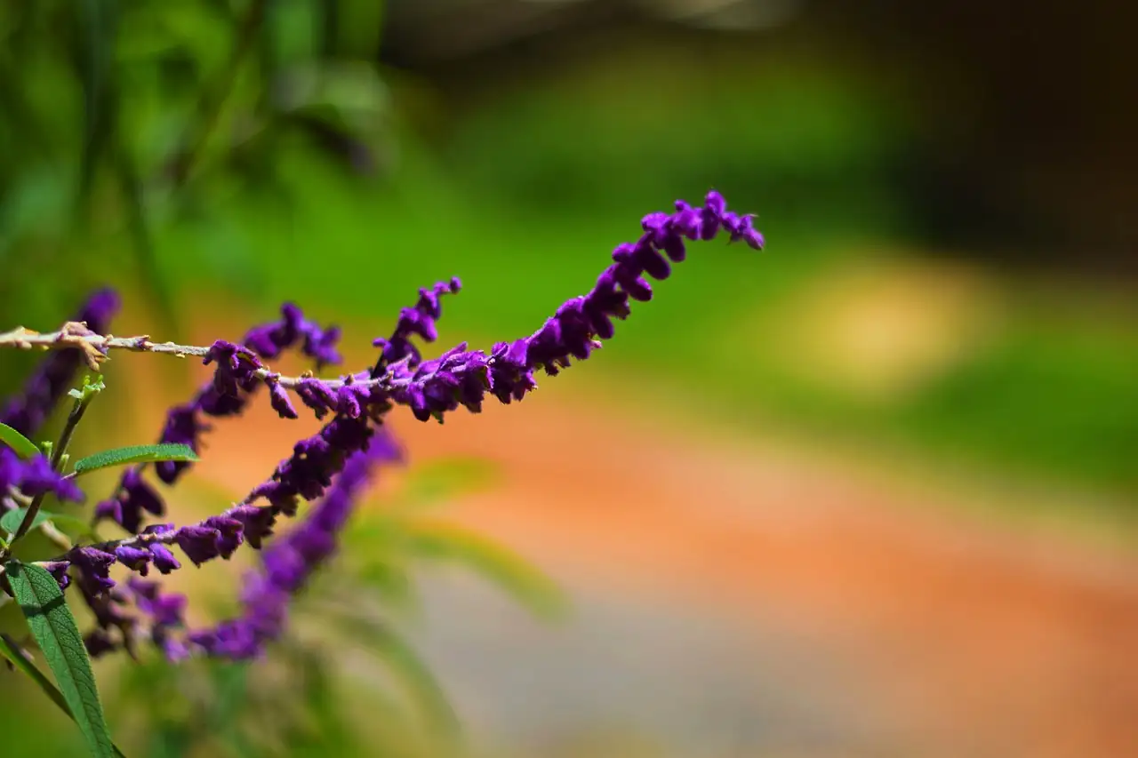 墨西哥鼠尾草 (Salvia leucantha) — 更多视角