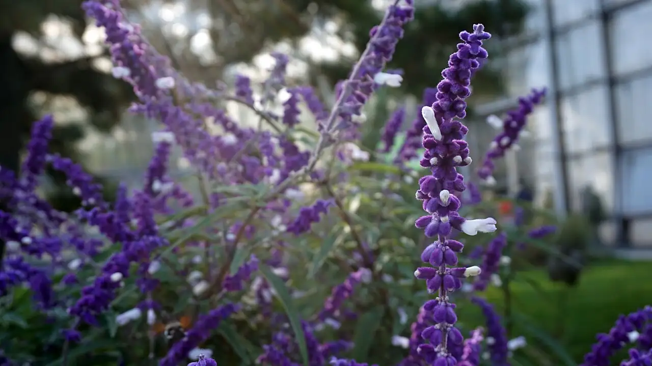 墨西哥鼠尾草 (Salvia leucantha) — 更多视角