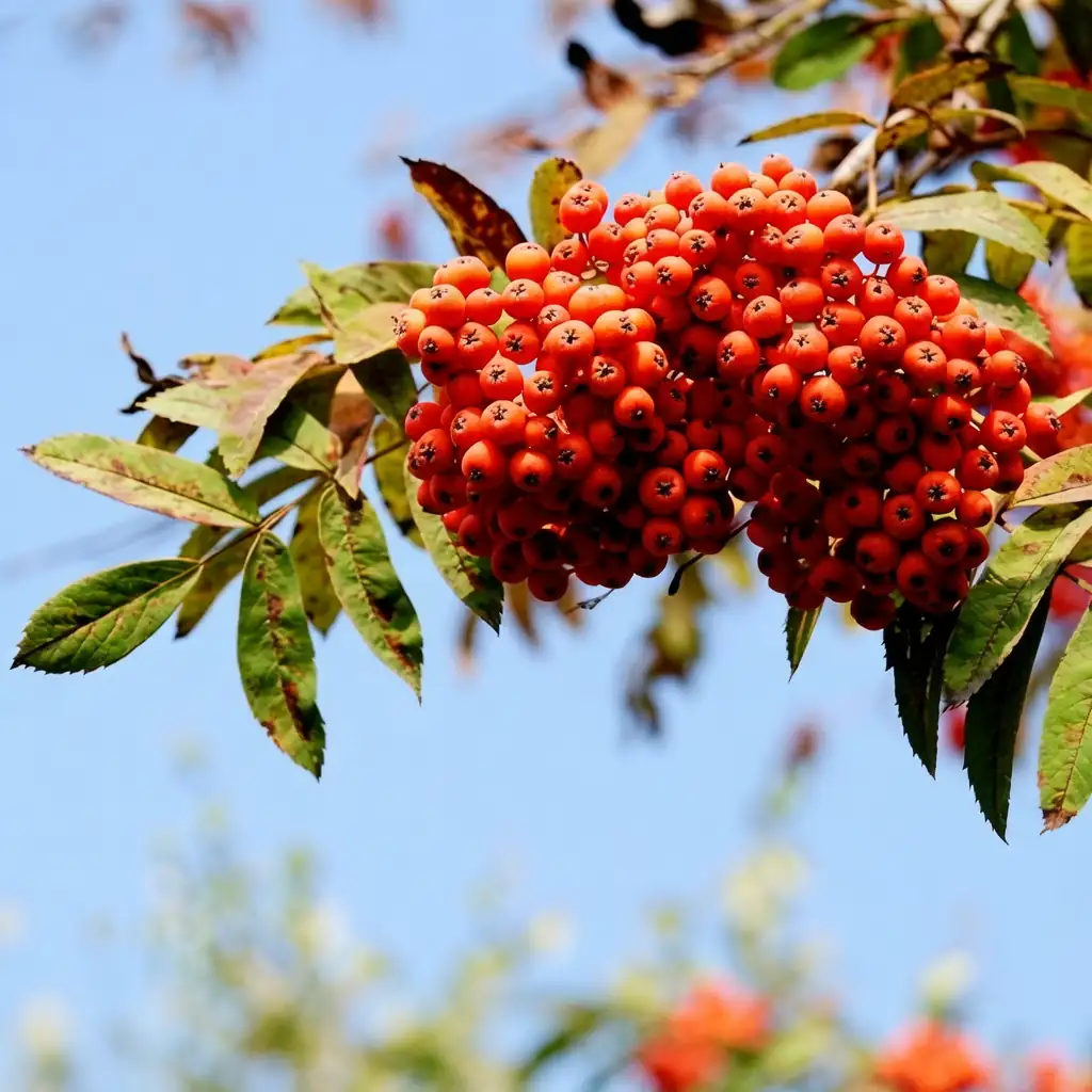 花楸槭 (Acer ukurunduense) — 更多视角