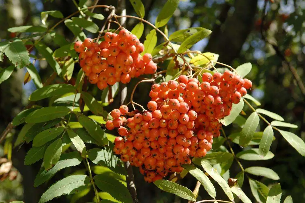 花楸槭 (Acer ukurunduense) — 主图