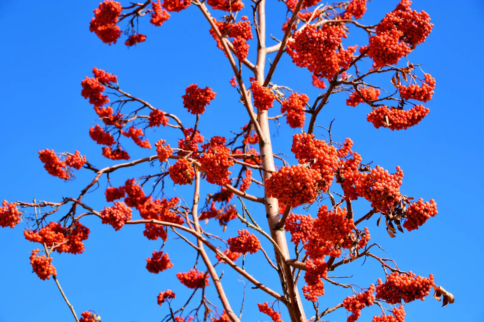 花楸槭 (Acer ukurunduense) — 细节