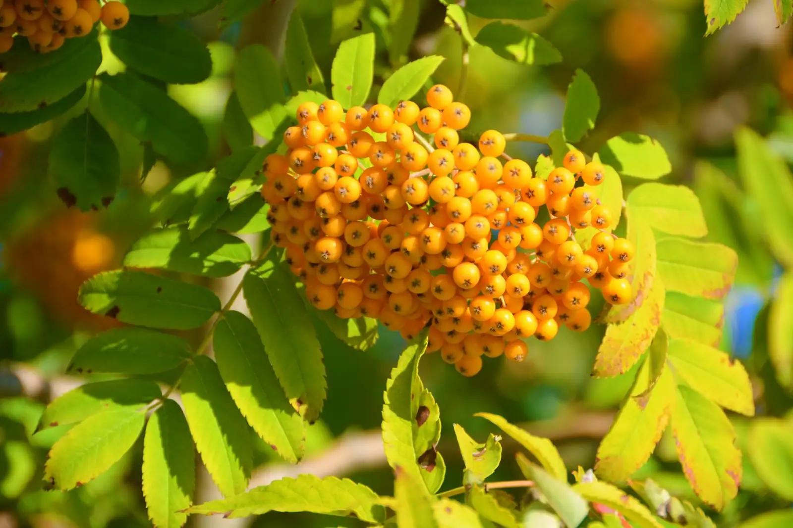 花楸槭 (Acer ukurunduense) — 环境展示