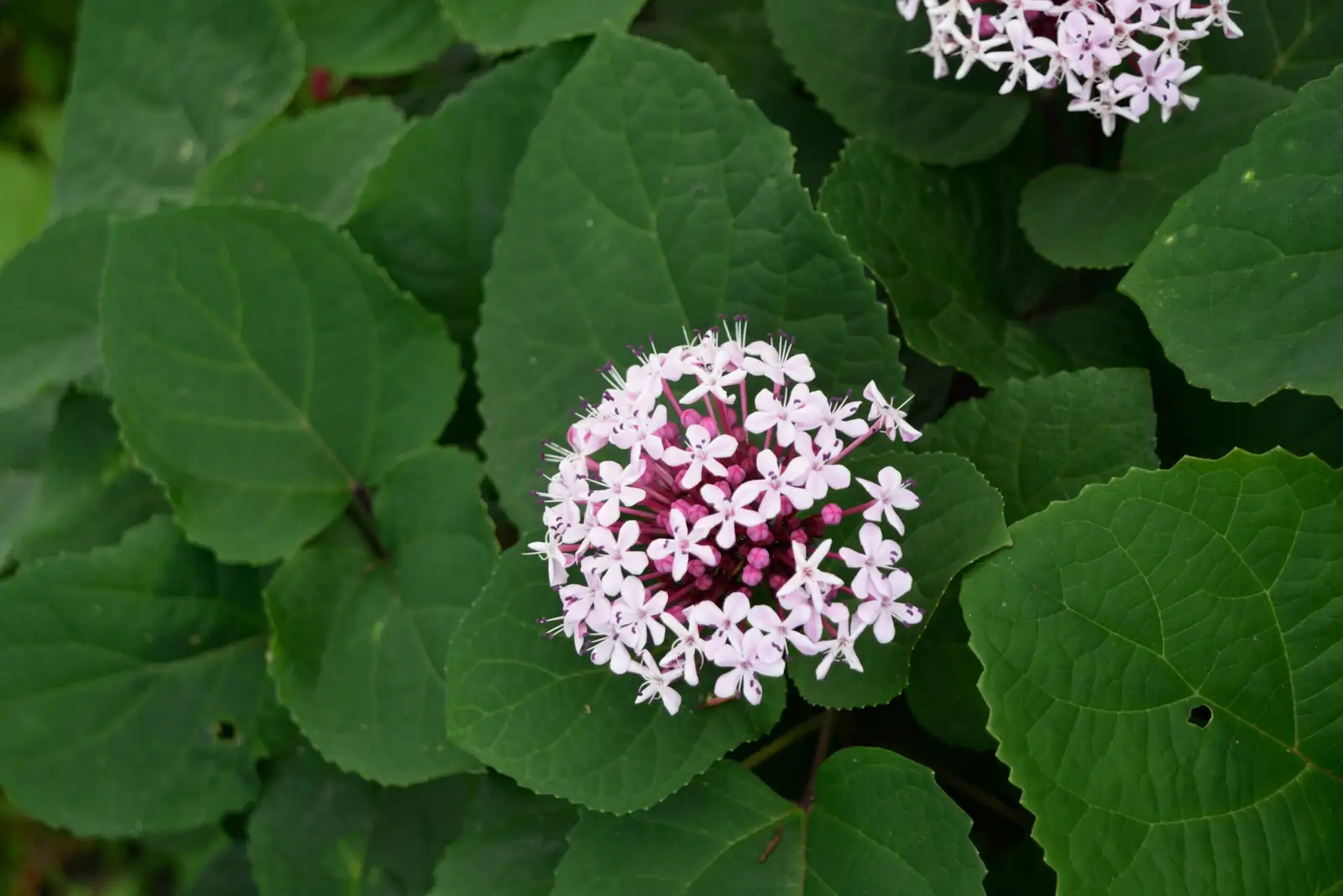 臭牡丹 (Clerodendrum bungei) — 细节