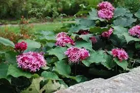 臭牡丹 (Clerodendrum bungei) — 环境展示