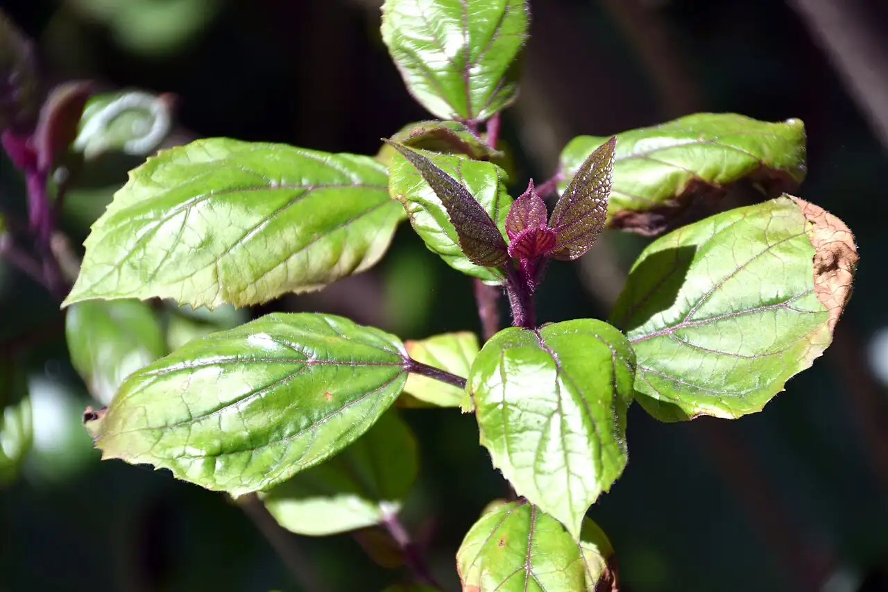 臭牡丹 (Clerodendrum bungei) — 主图