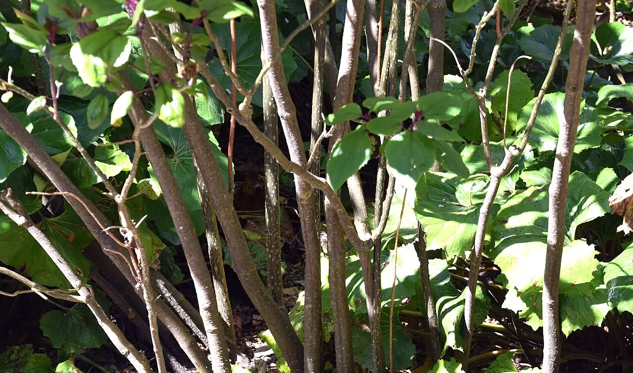 臭牡丹 (Clerodendrum bungei) — 更多视角
