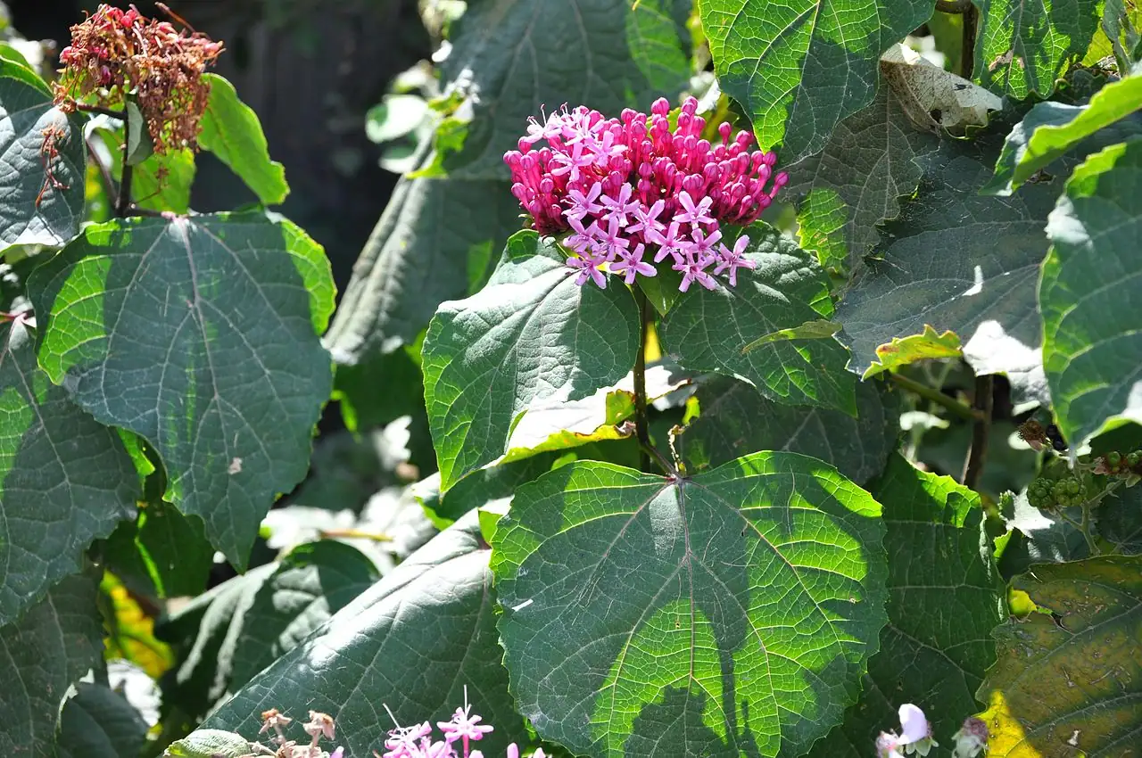臭牡丹 (Clerodendrum bungei) — 更多视角