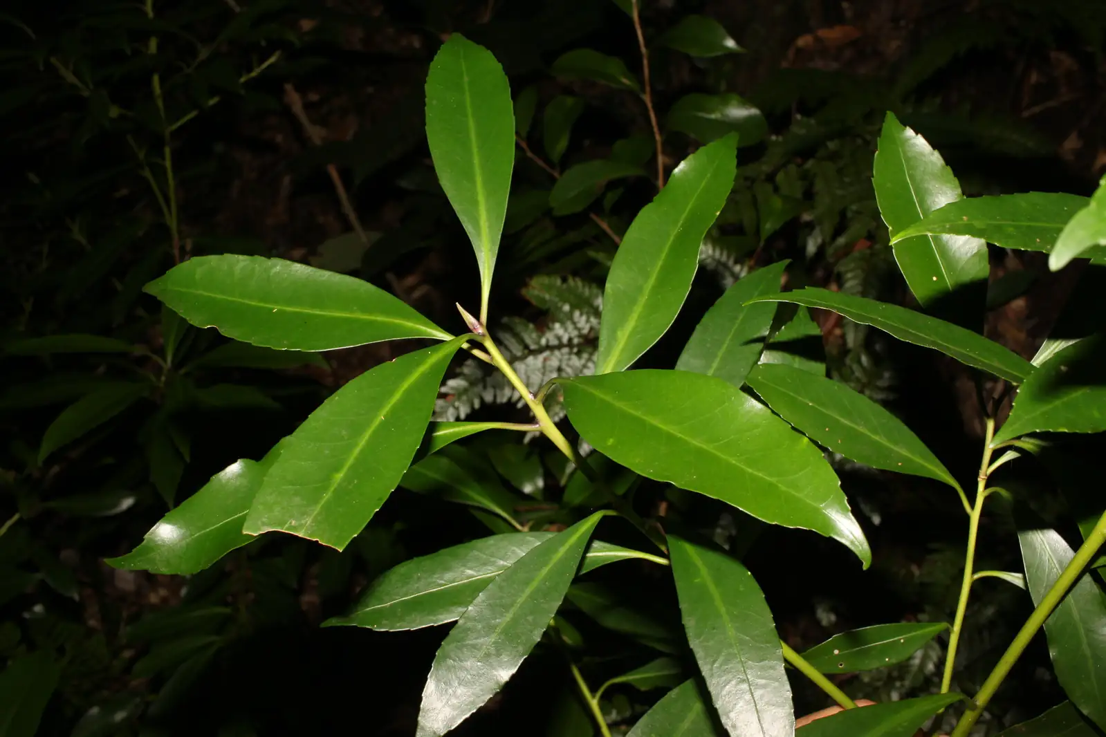白檀 (Symplocos tanakae) — 环境展示