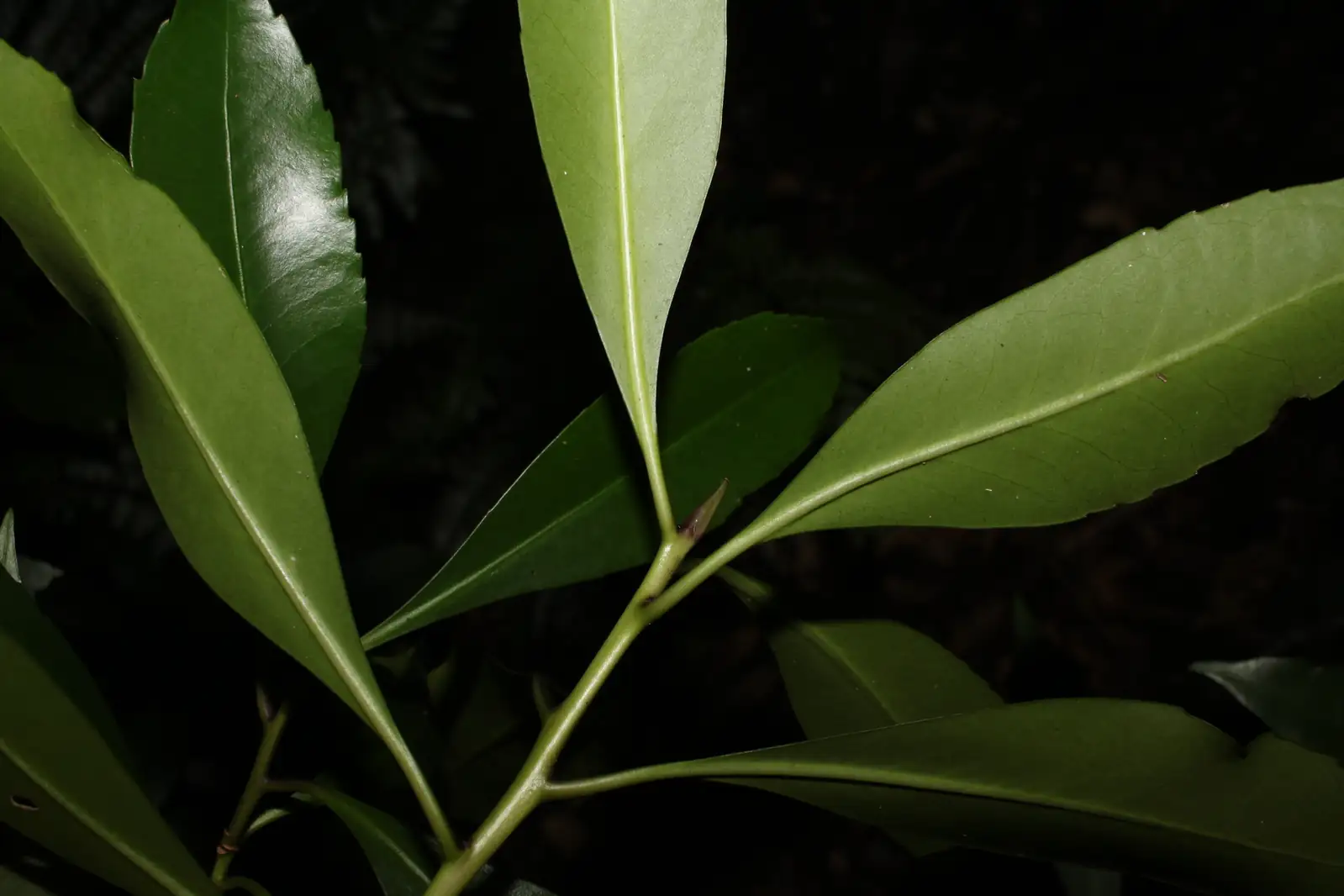 白檀 (Symplocos tanakae) — 更多视角