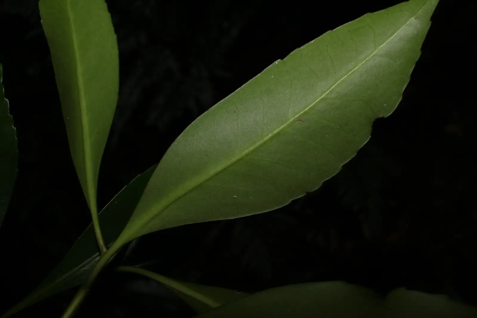 白檀 (Symplocos tanakae) — 更多视角
