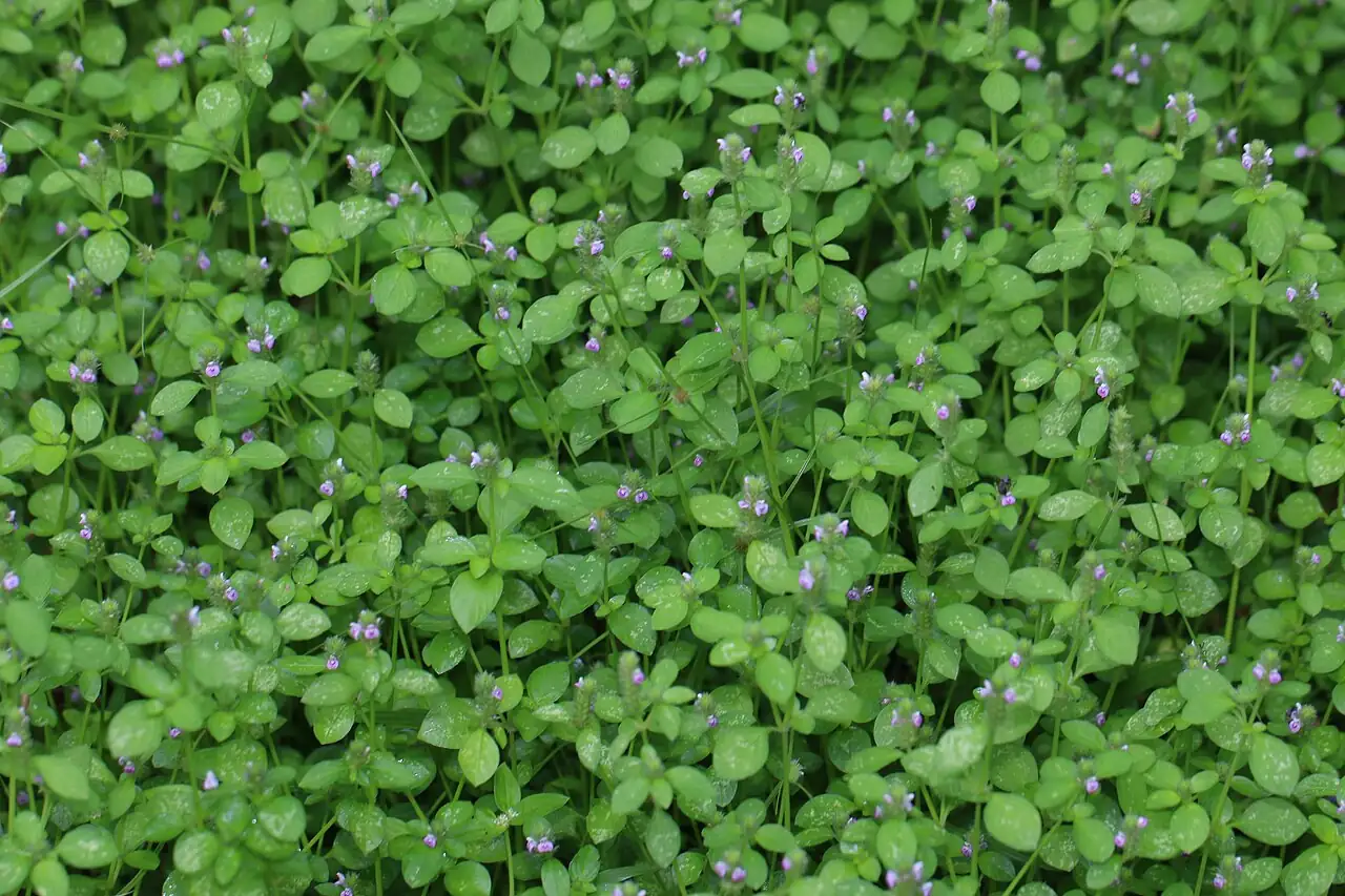 爵床 (Rostellularia procumbens) — 更多视角