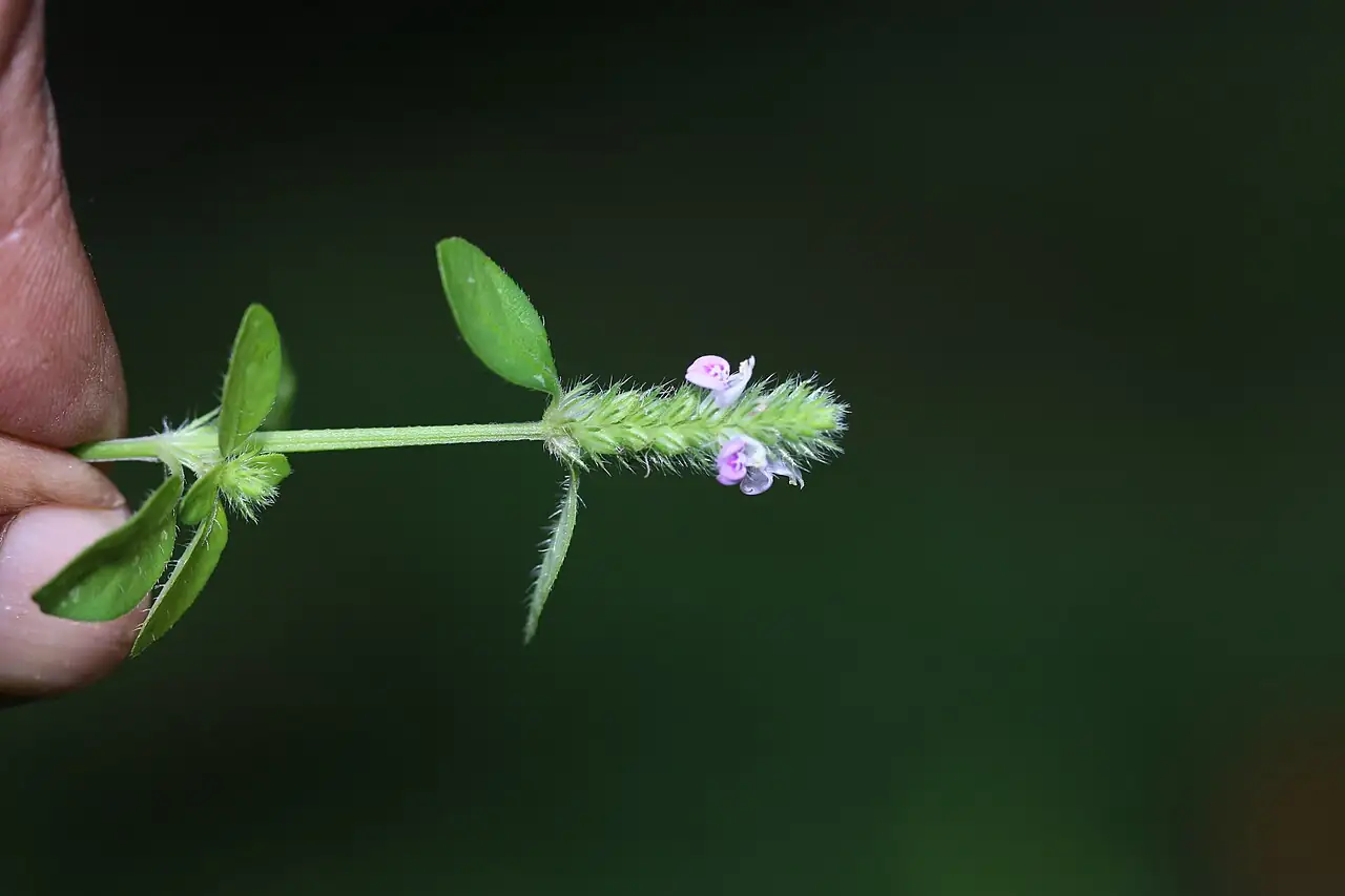爵床 (Rostellularia procumbens) — 更多视角