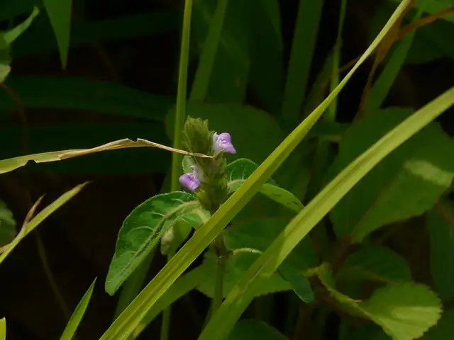 爵床 (Rostellularia procumbens) — 主图