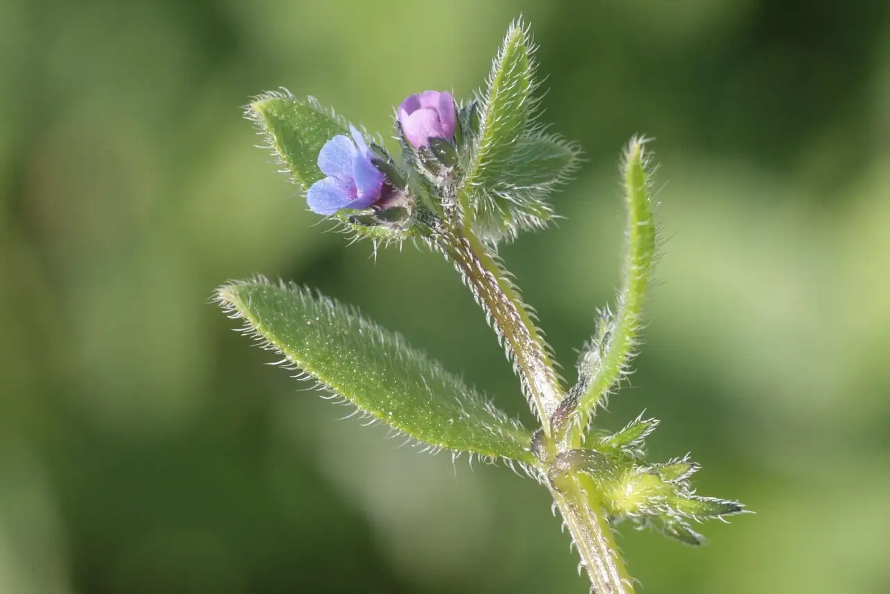爵床 (Rostellularia procumbens) — 环境展示
