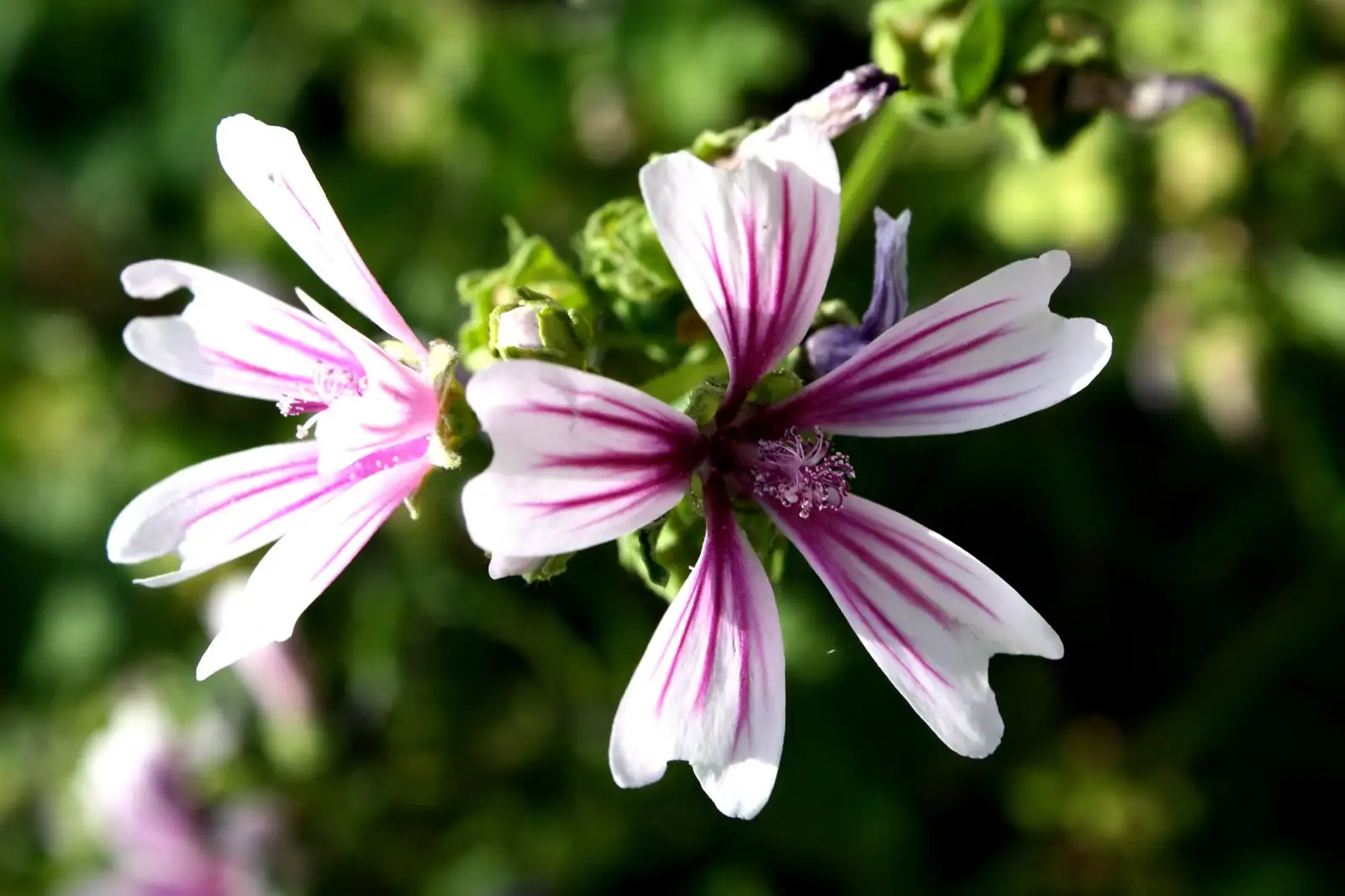 锦葵 (Malva sylvestris) — 特写