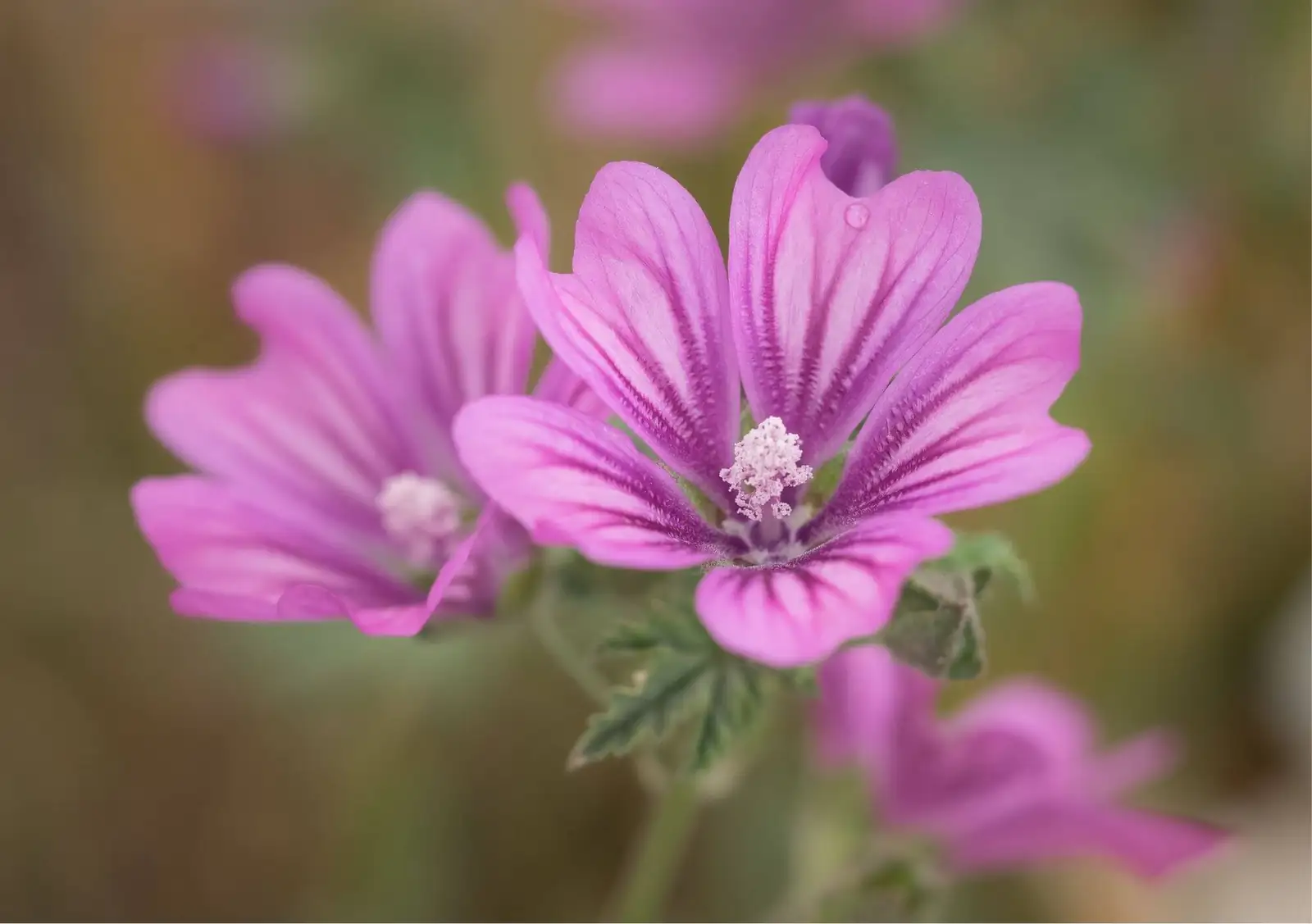 锦葵 (Malva sylvestris) — 主图