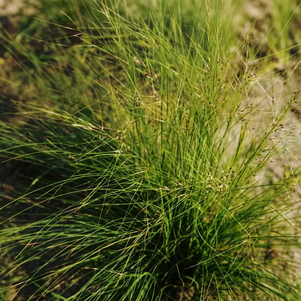 细叶针茅 (Stipa lessingiana) — 主图