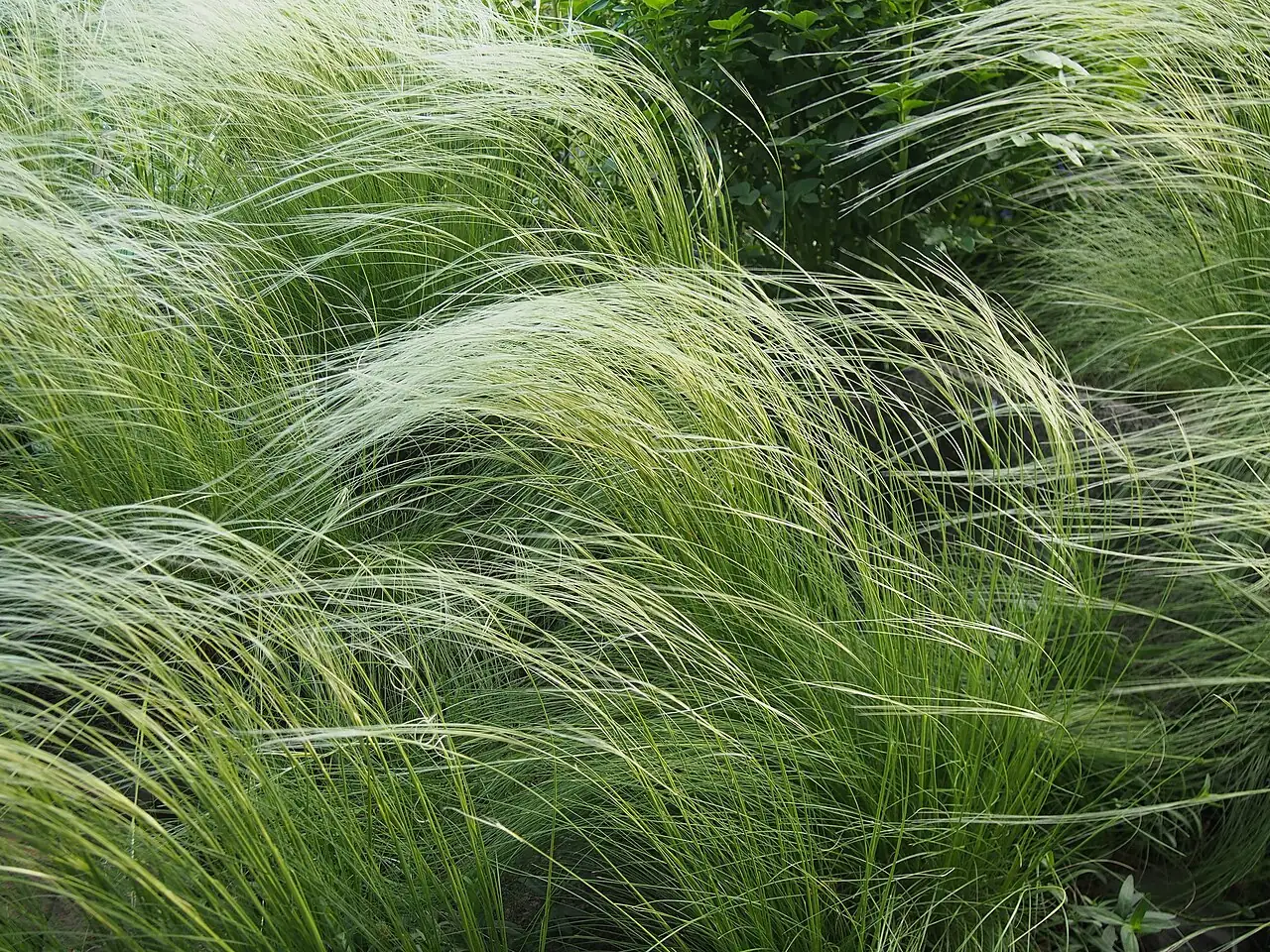 细叶针茅 (Stipa lessingiana) — 特写