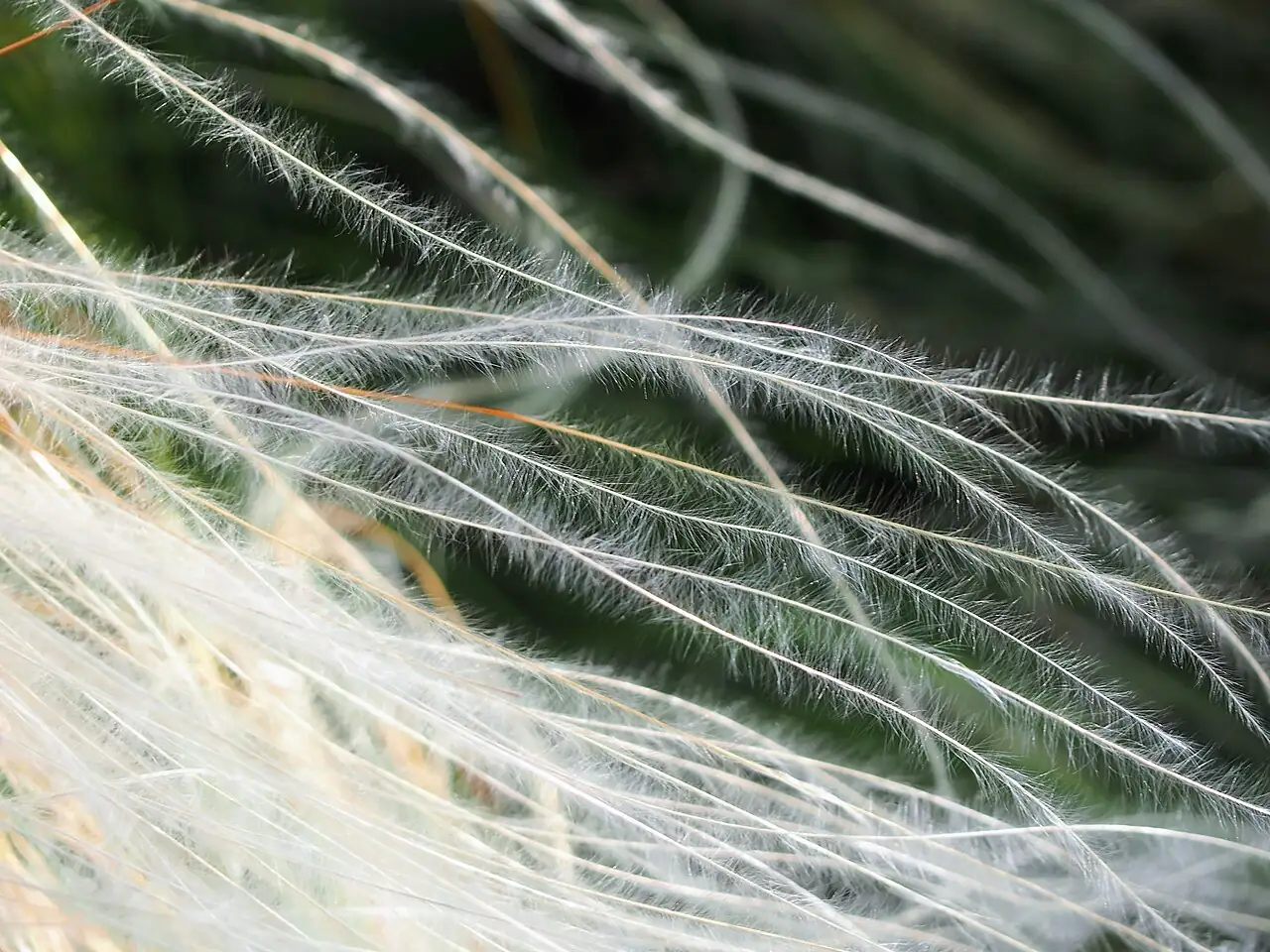 细叶针茅 (Stipa lessingiana) — 环境展示