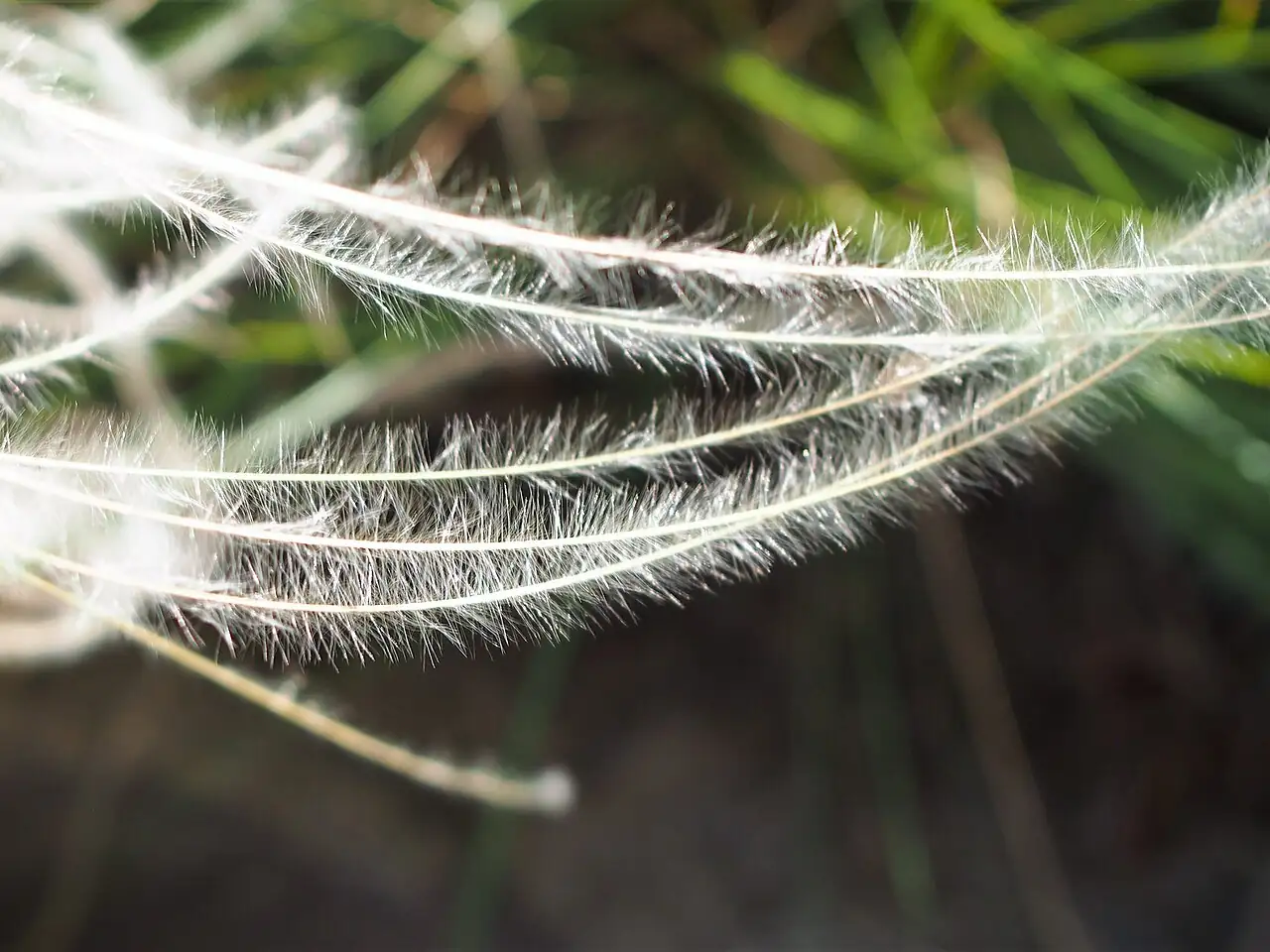 细叶针茅 (Stipa lessingiana) — 更多视角