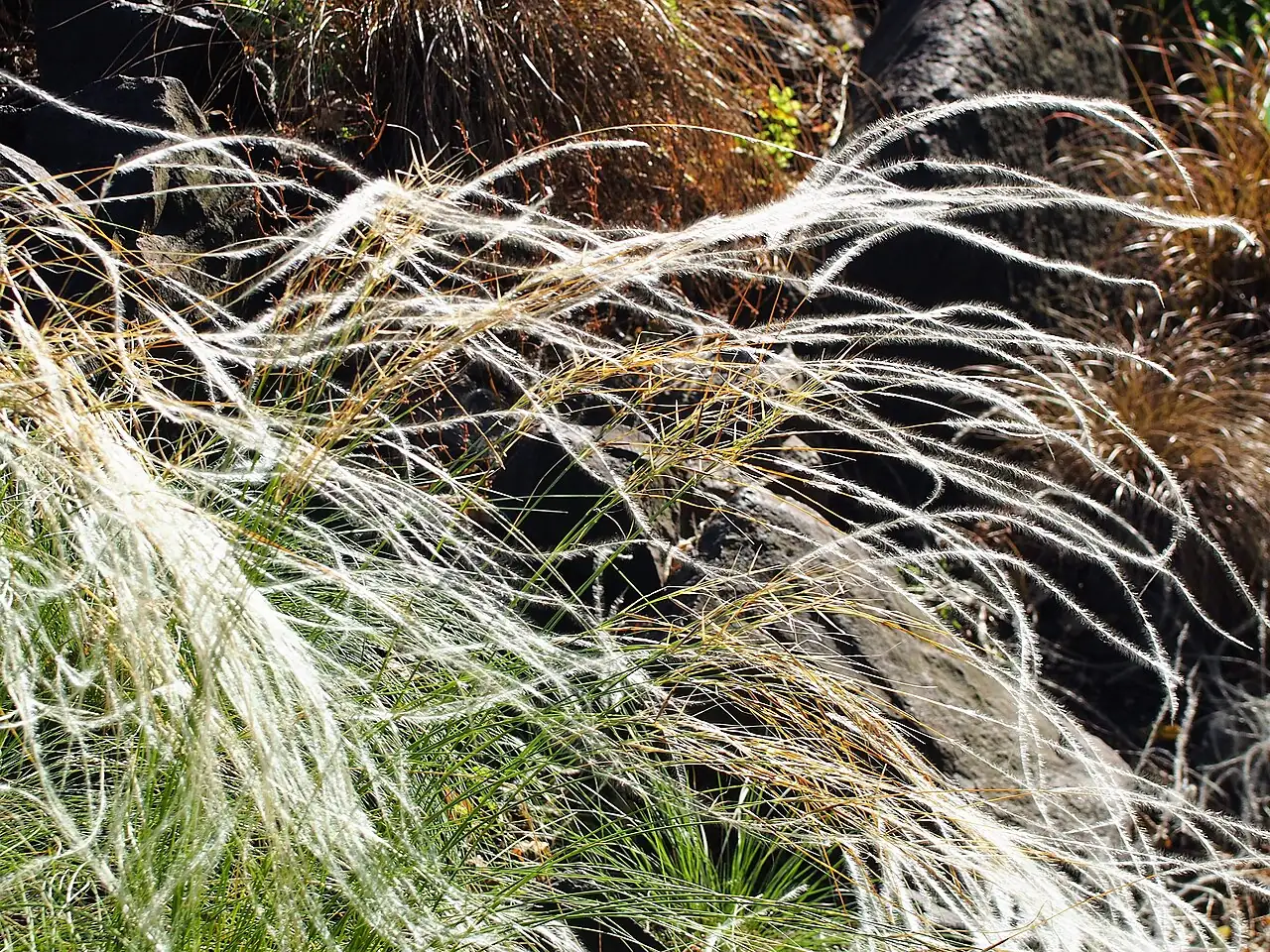 细叶针茅 (Stipa lessingiana) — 更多视角