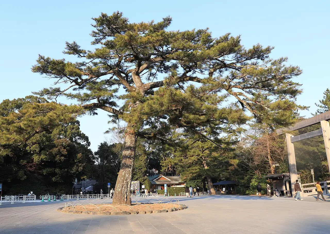黑松 (Pinus thunbergii) — 环境展示