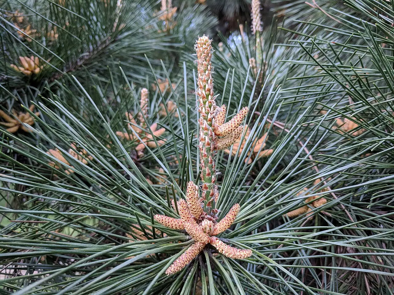 黑松 (Pinus thunbergii) — 更多视角