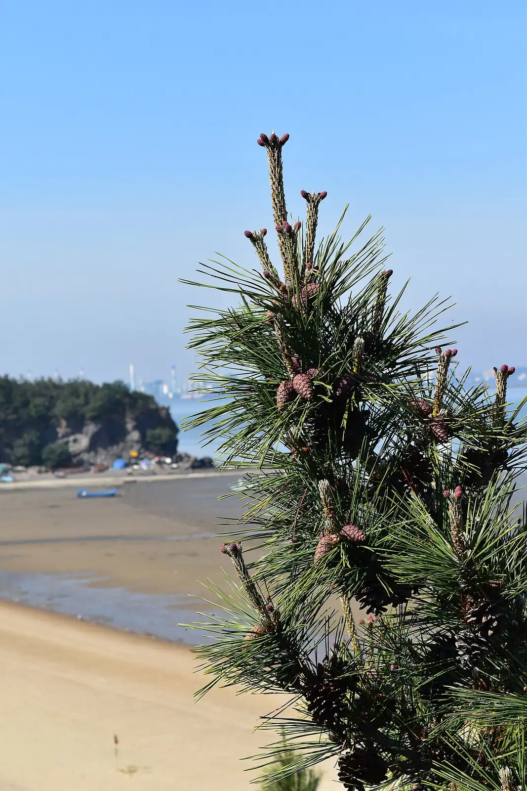 黑松 (Pinus thunbergii) — 更多视角
