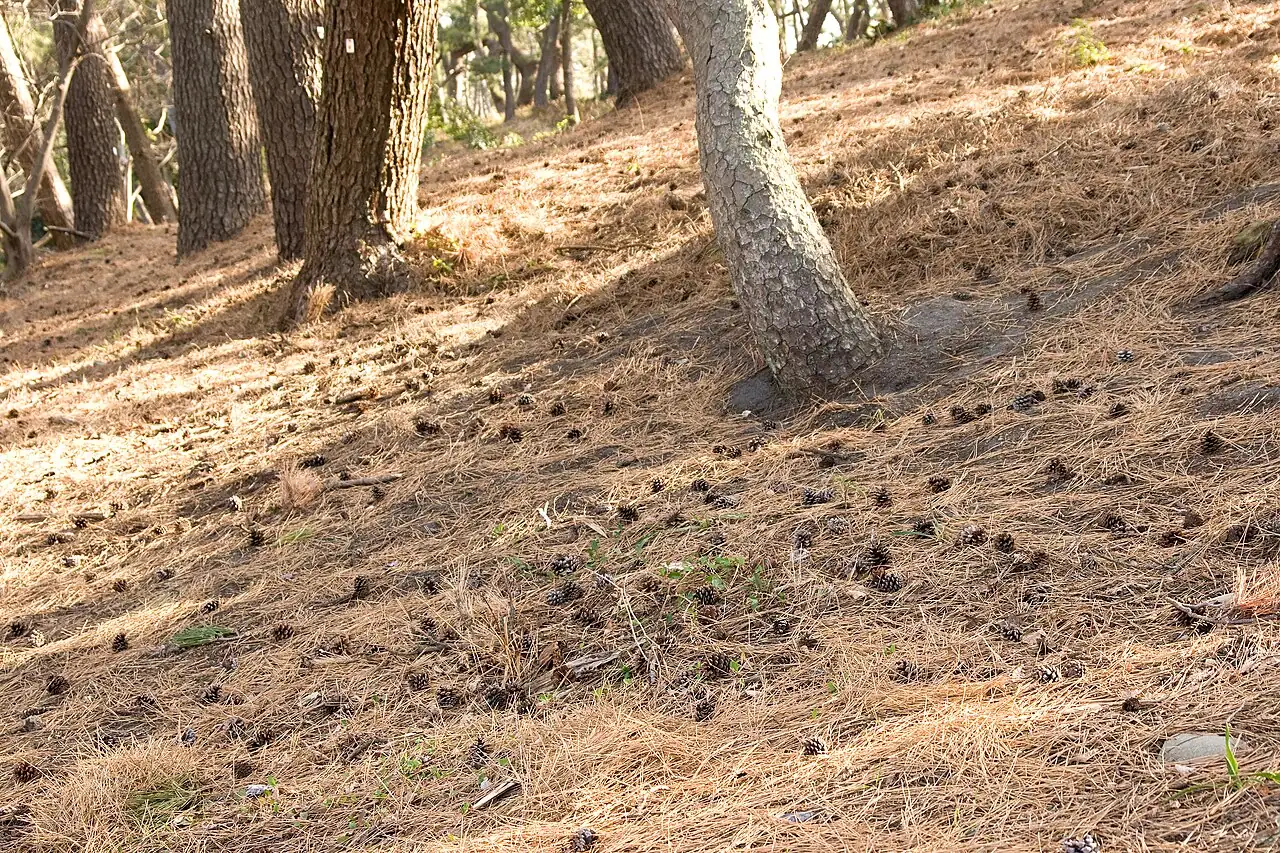 黑松 (Pinus thunbergii) — 更多视角