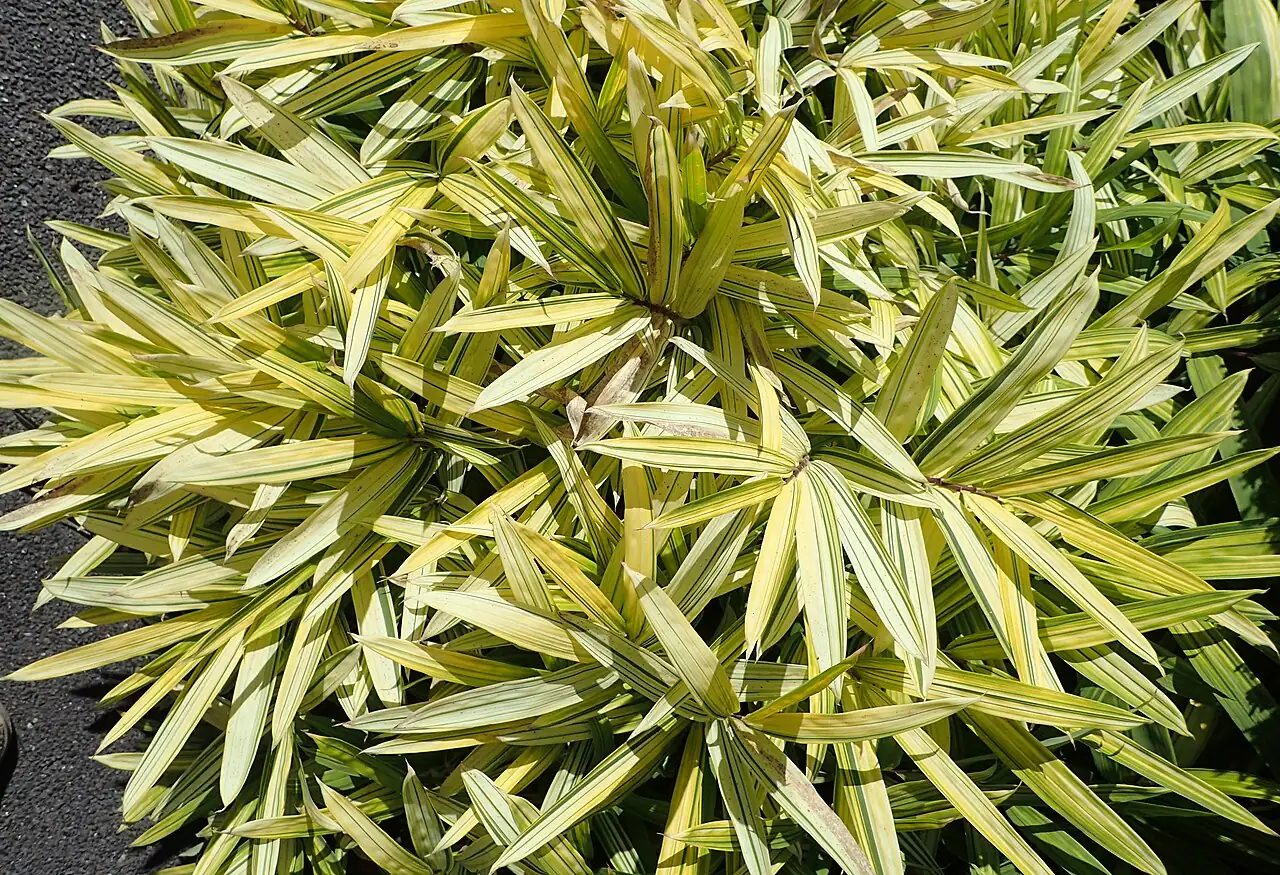 菲黄竹 (Pleioblastus viridistriatus) — 细节