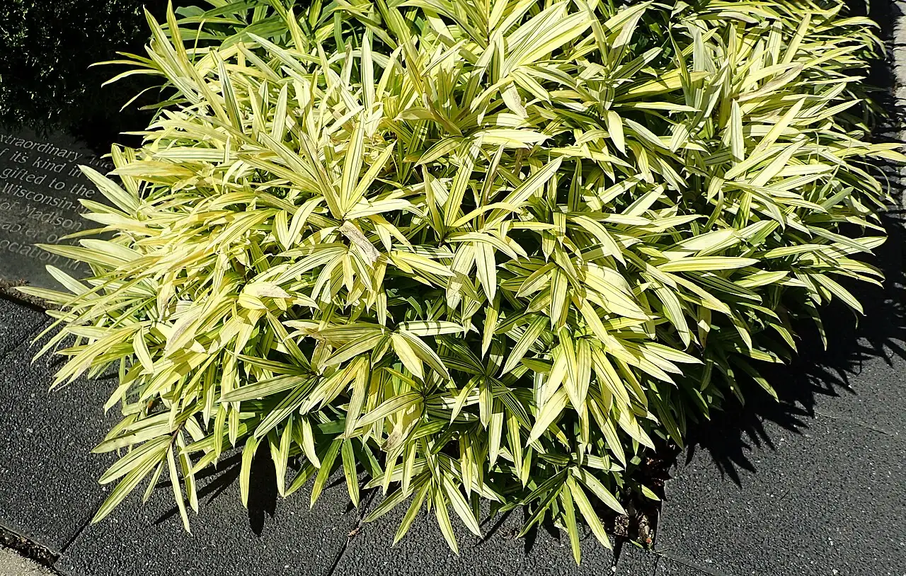 菲黄竹 (Pleioblastus viridistriatus) — 主图