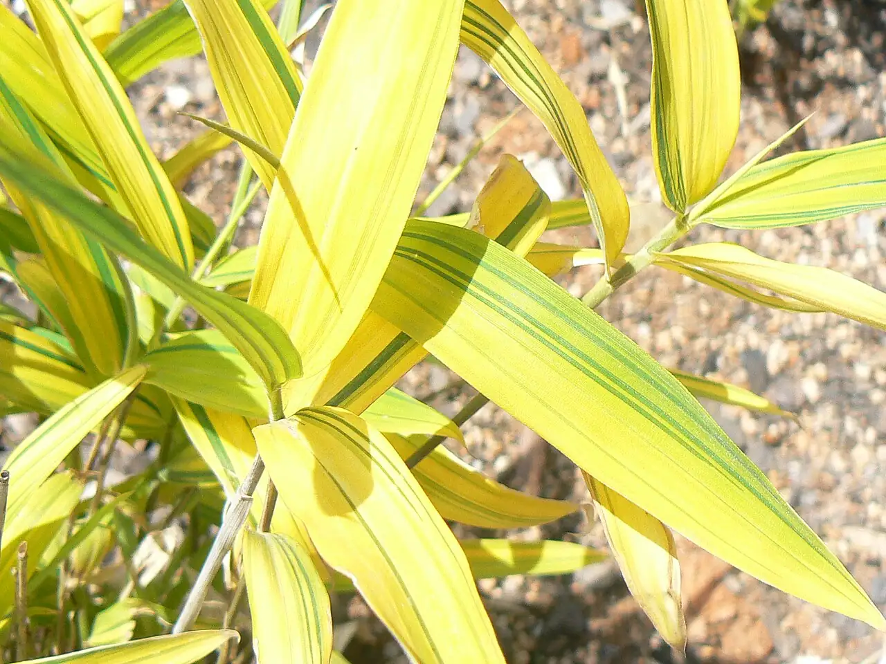 菲黄竹 (Pleioblastus viridistriatus) — 特写